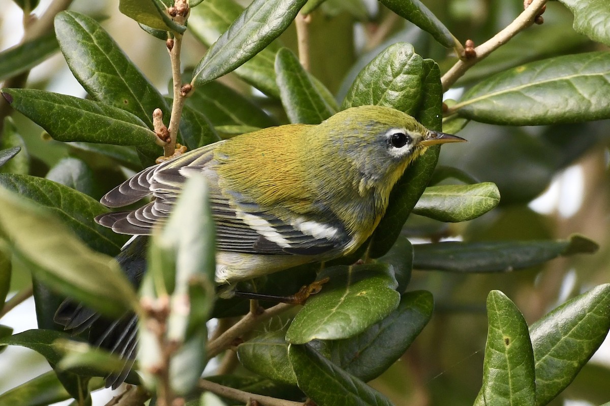 Northern Parula - ML625160833