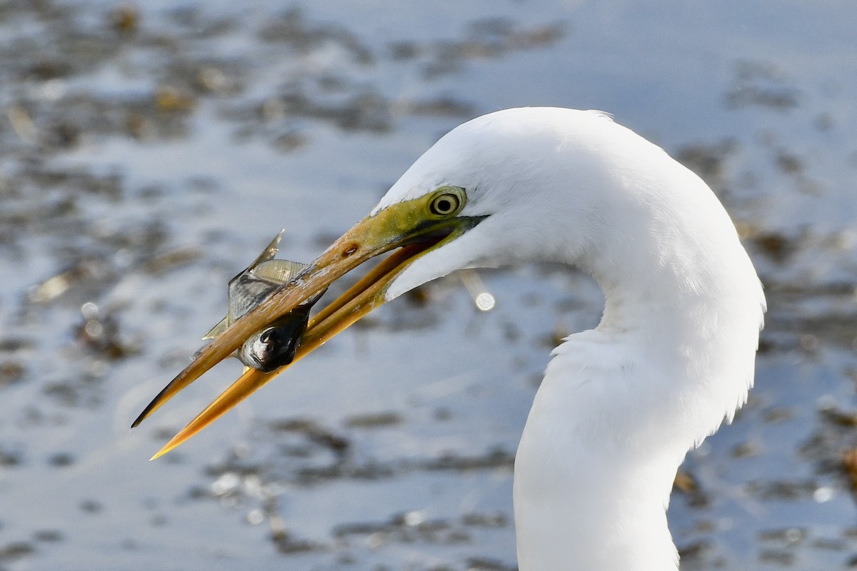 大白鷺 - ML625160845