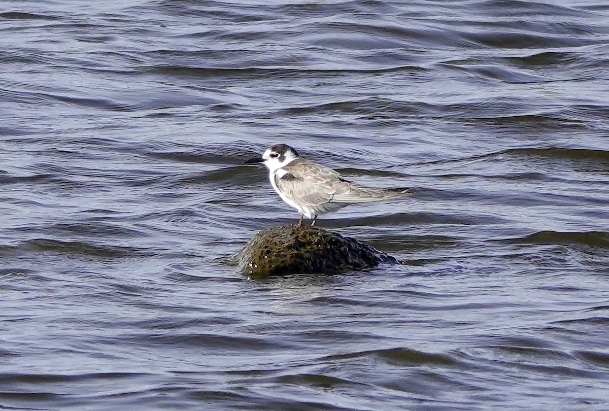Black Tern - ML625160905