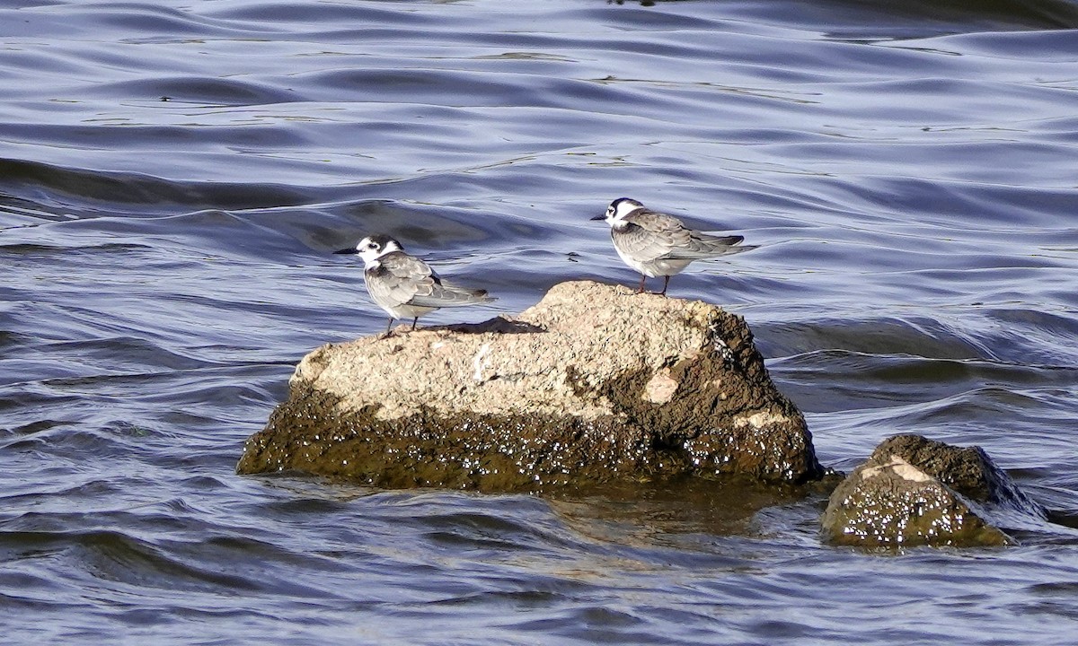 Black Tern - ML625160906