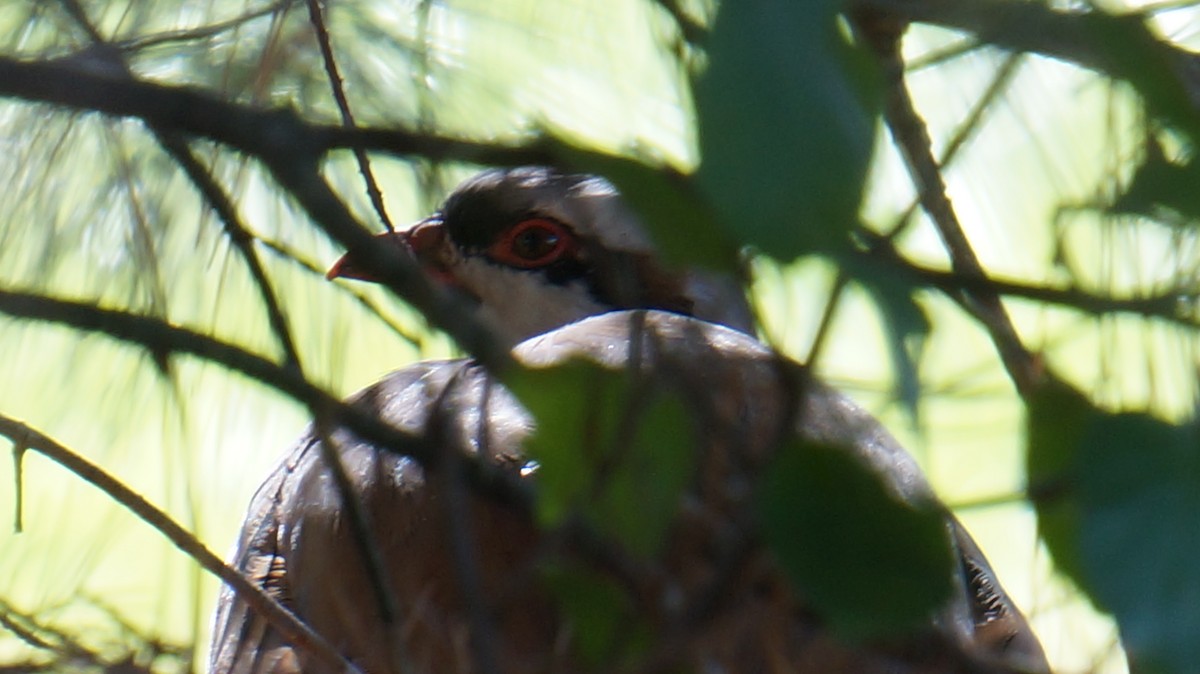 Chukar - ML625160987