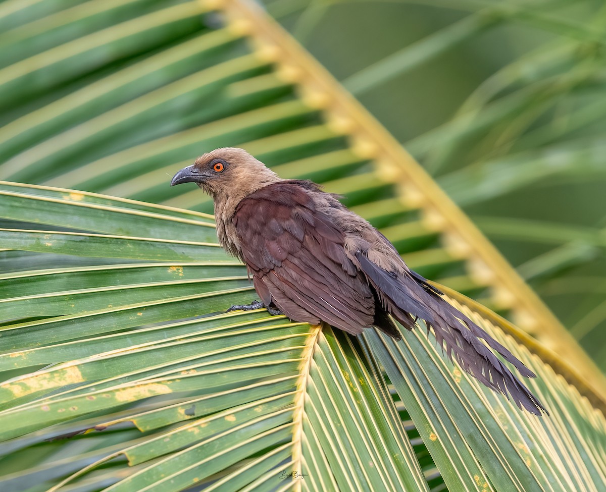 Andaman Coucal - ML625160989
