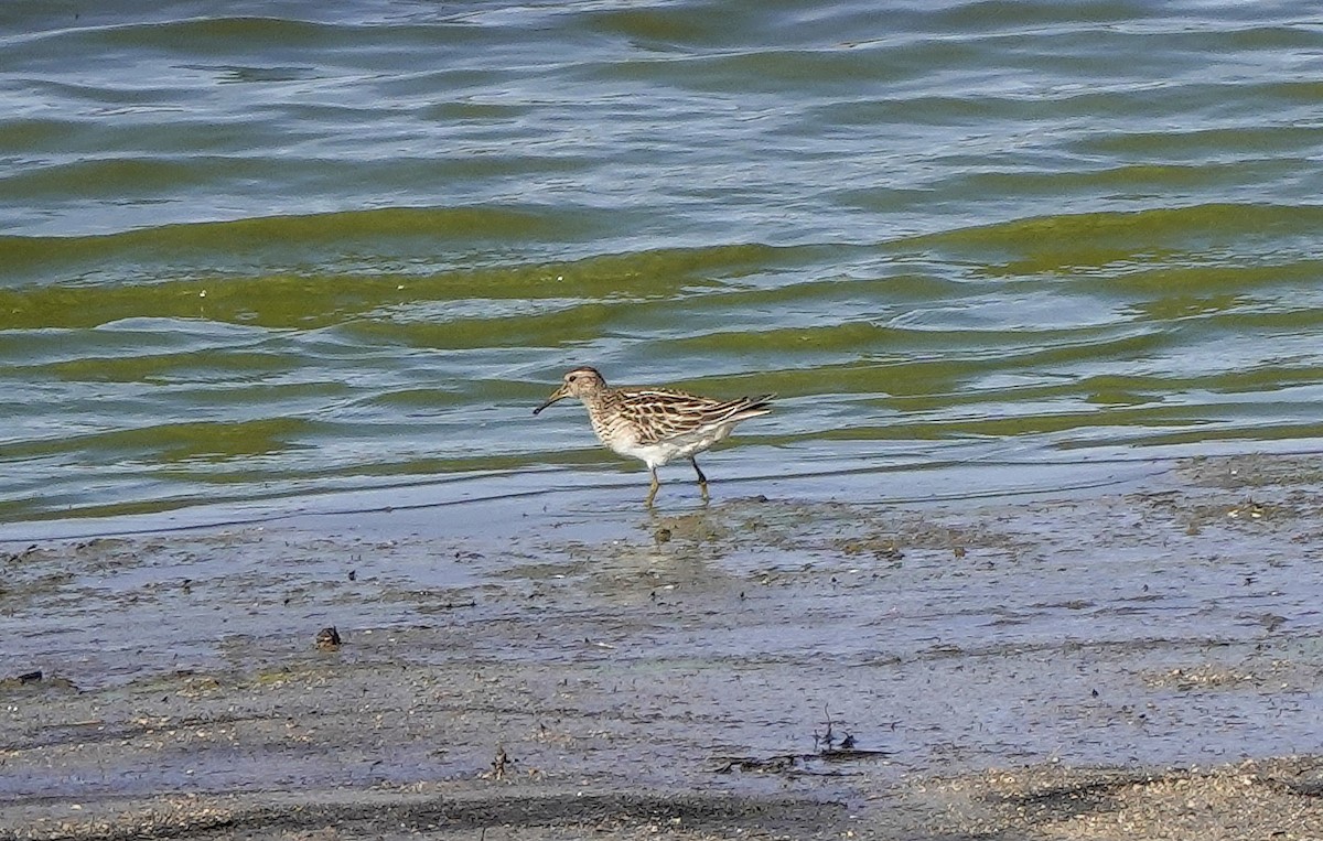 Pectoral Sandpiper - ML625161030