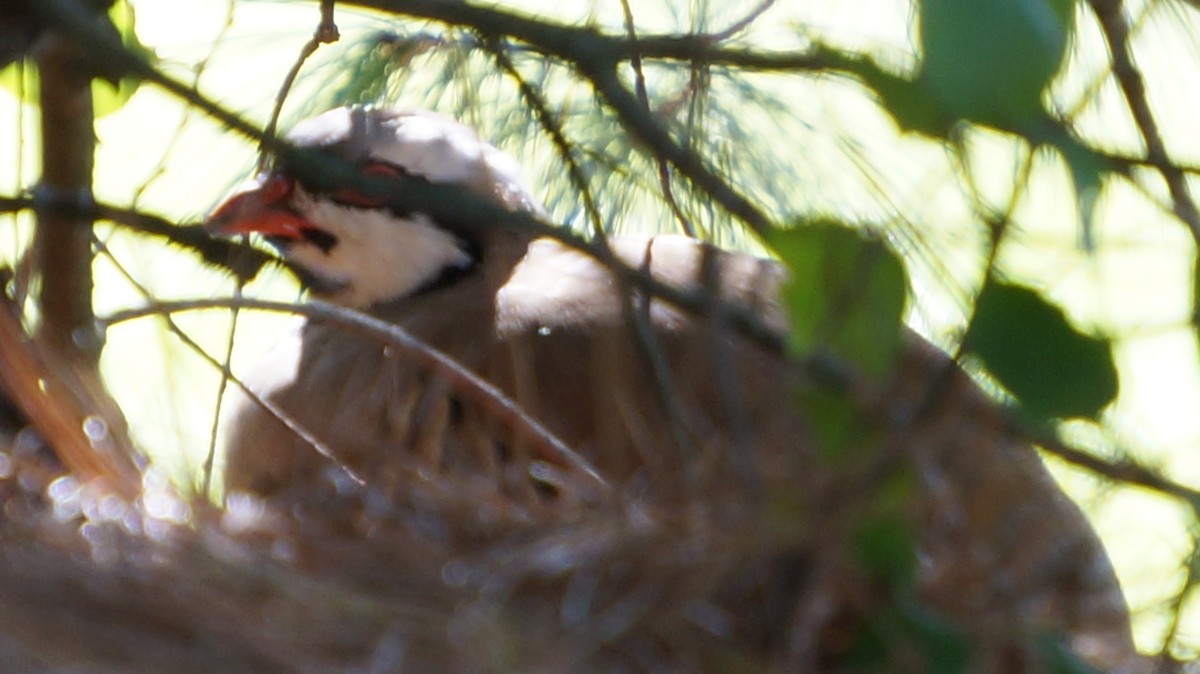 Chukar - ML625161063