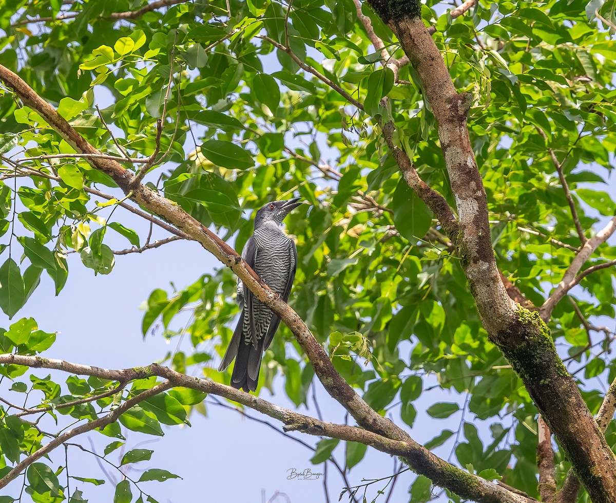 Andaman Cuckooshrike - ML625161088