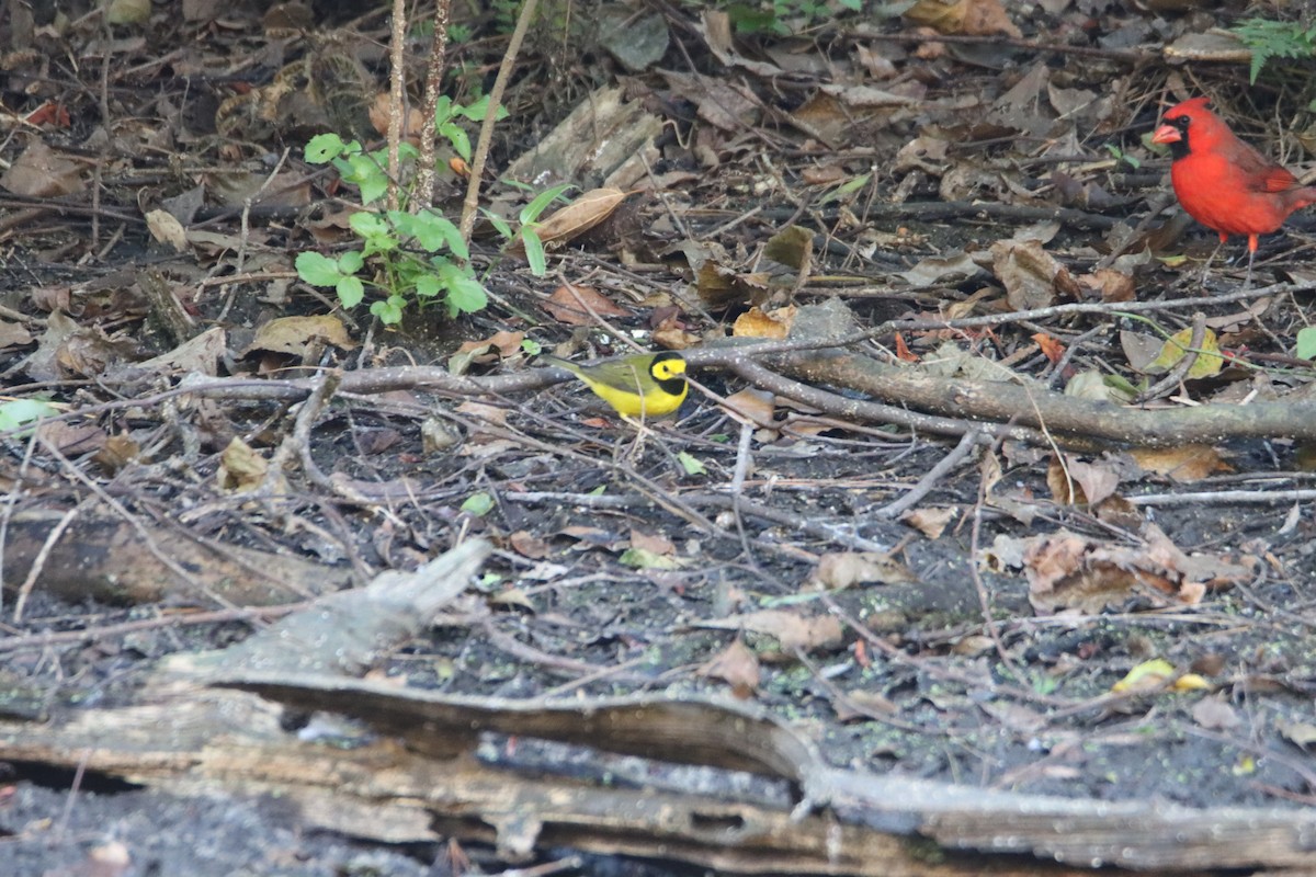 Hooded Warbler - ML625161220