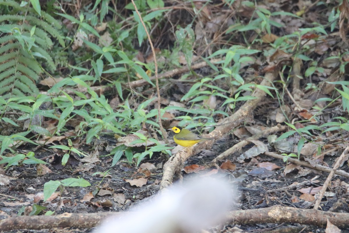 Hooded Warbler - ML625161222