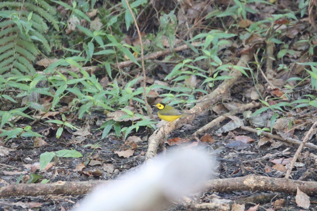 Hooded Warbler - ML625161223