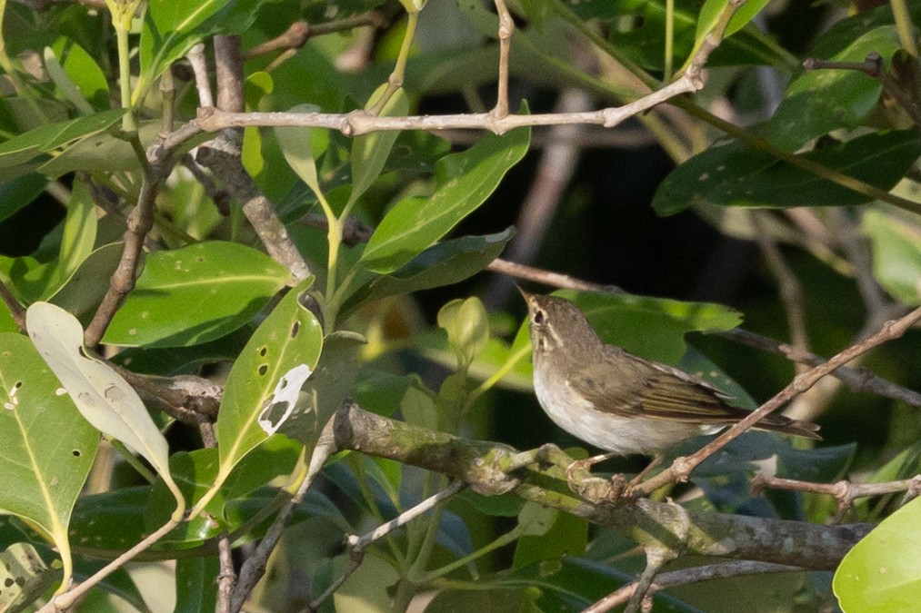 Pale-legged Leaf Warbler - ML625161261