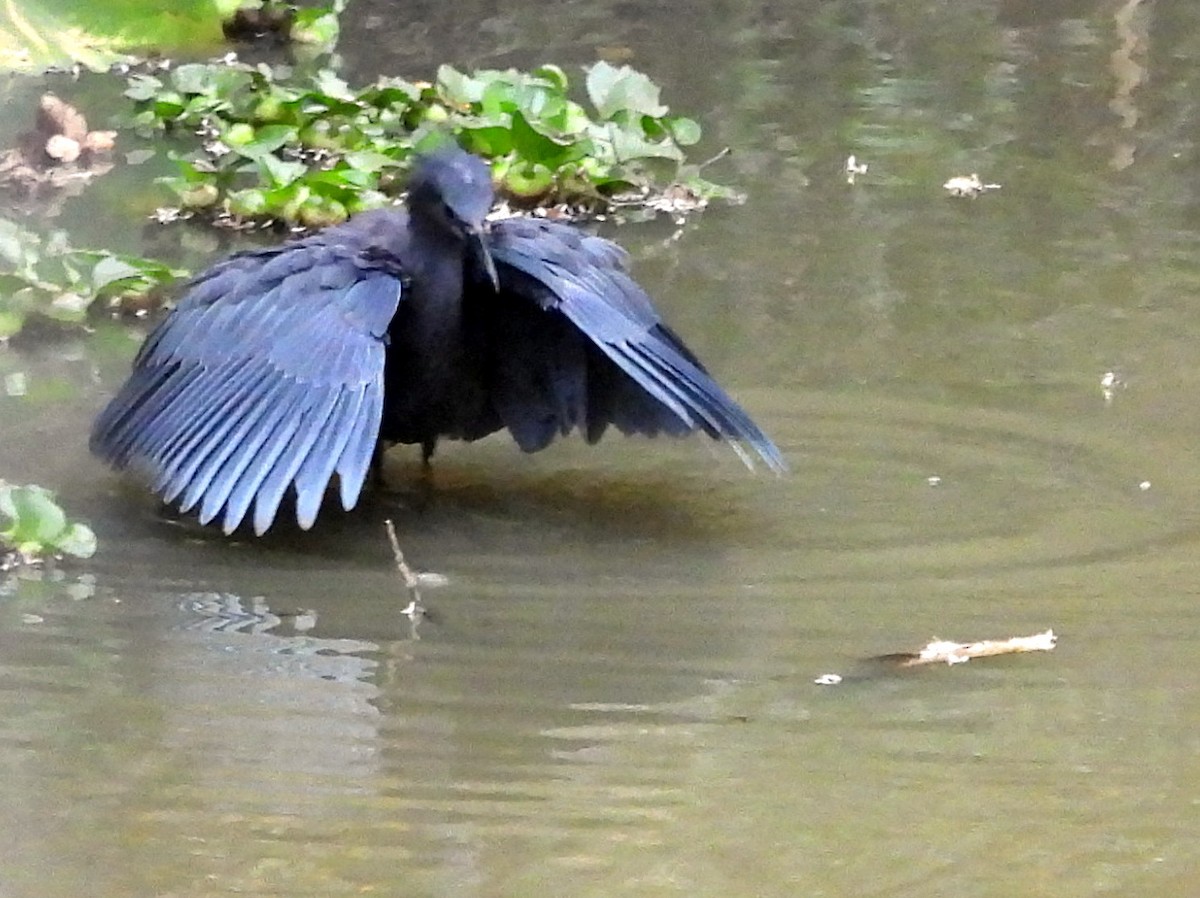 Black Heron - ML625161394