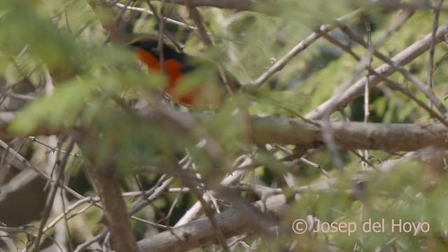 Yellow-crowned Gonolek - ML625161442