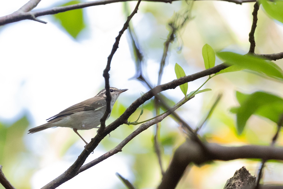 Pale-legged Leaf Warbler - ML625161449