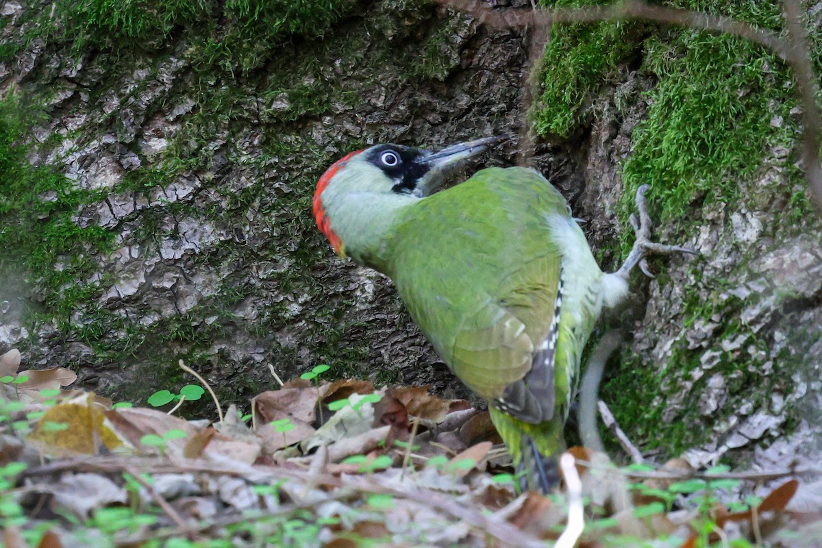 Eurasian Green Woodpecker - ML625161523