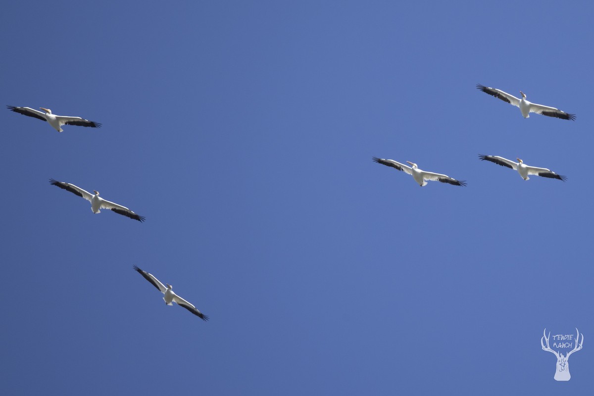 American White Pelican - ML625161819