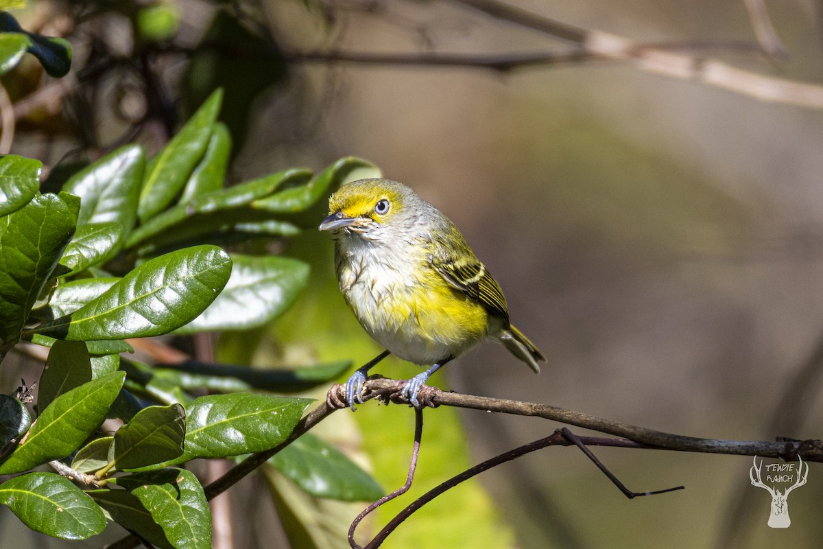 White-eyed Vireo - ML625161889