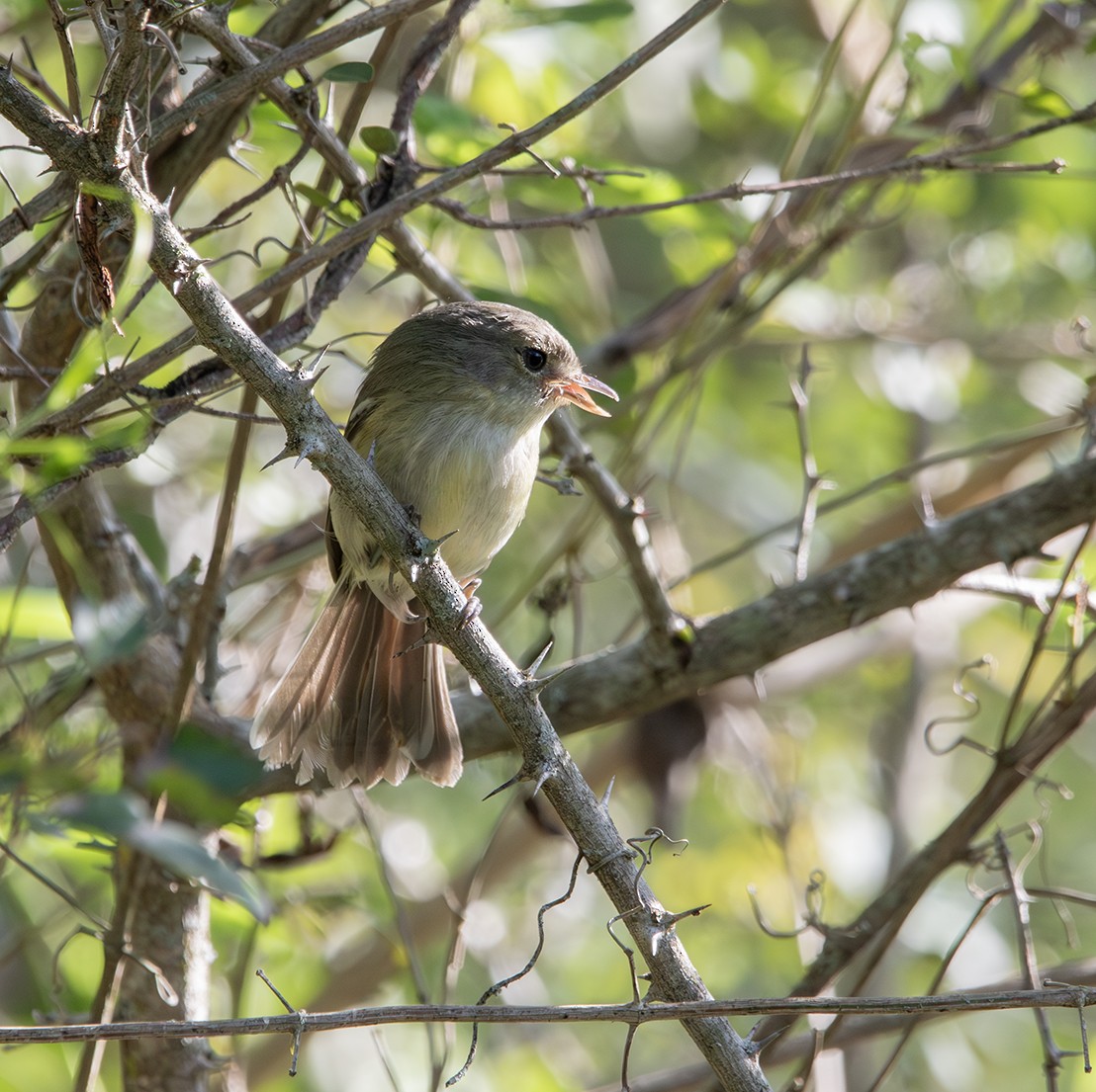 Flat-billed Vireo - ML625162118