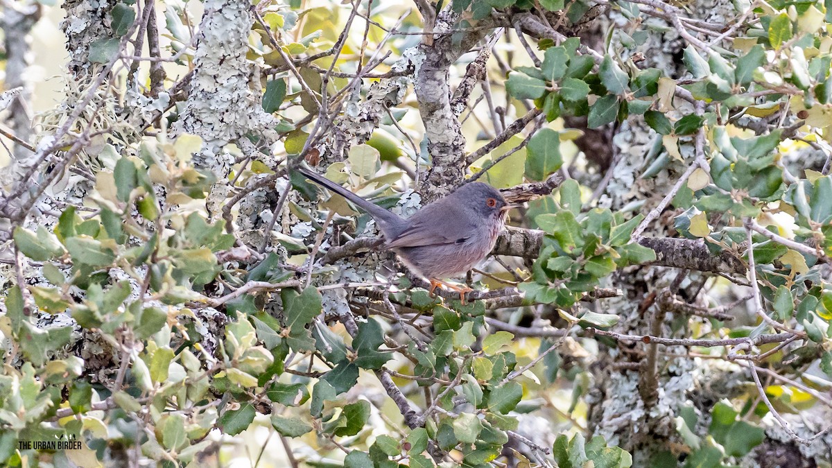 Dartford Warbler - ML625162150