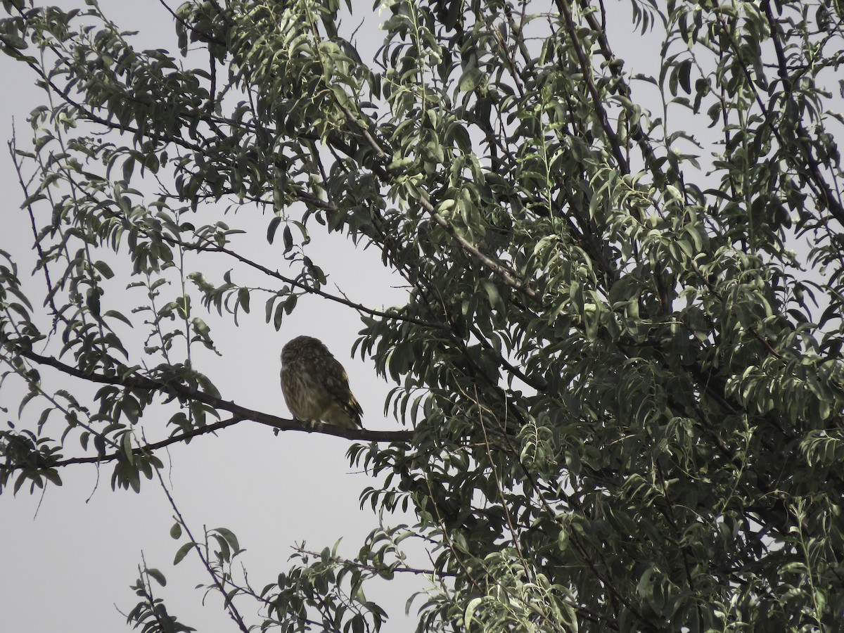 kirkeugle - ML625162214