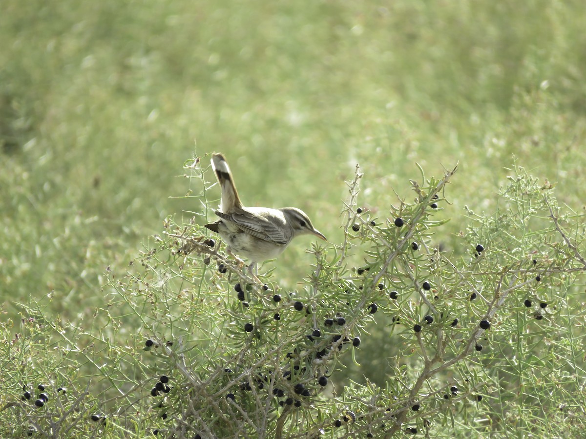 hekkskvett - ML625162229