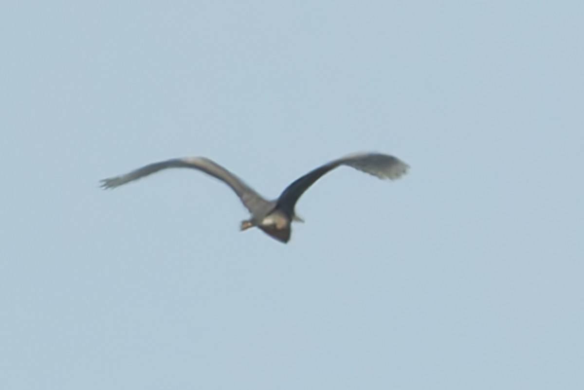 Great Blue Heron - ML625162235