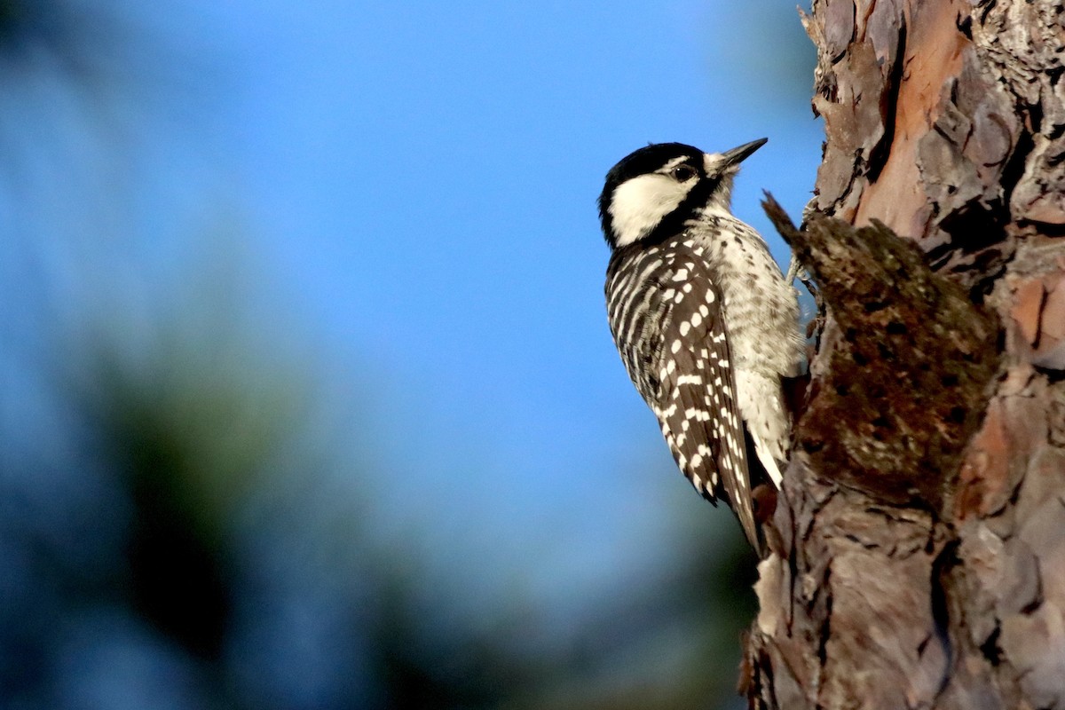 Red-cockaded Woodpecker - ML625162299