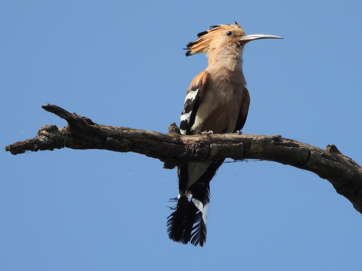 Madagascar Hoopoe - ML625162332
