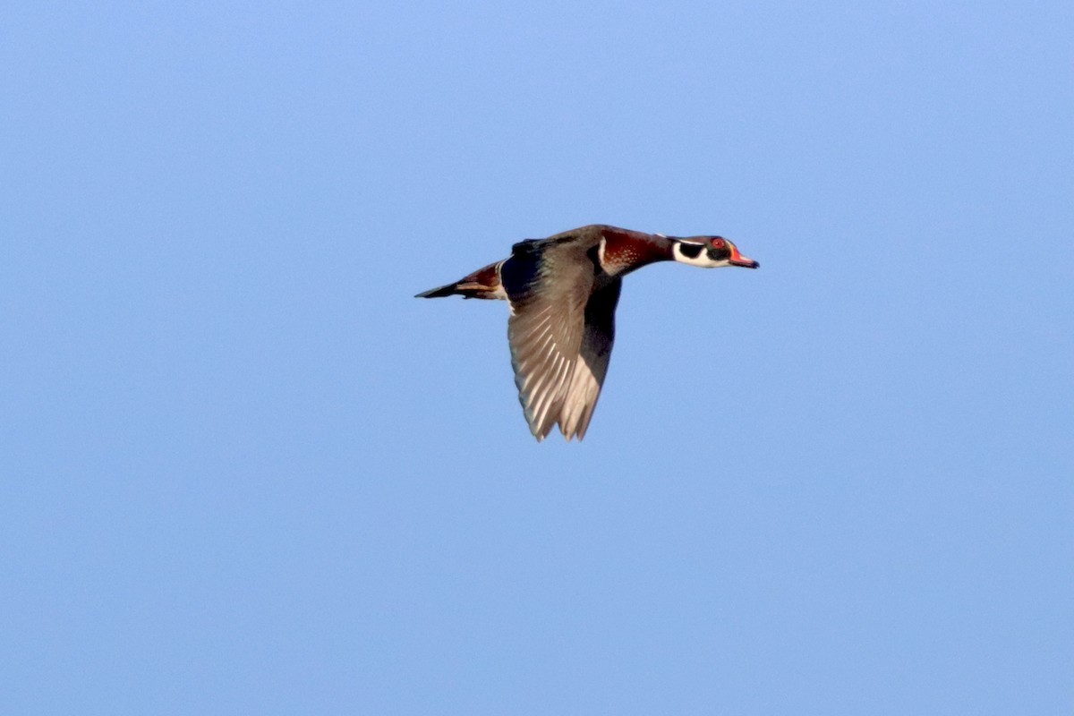 Wood Duck - Robbin Mallett