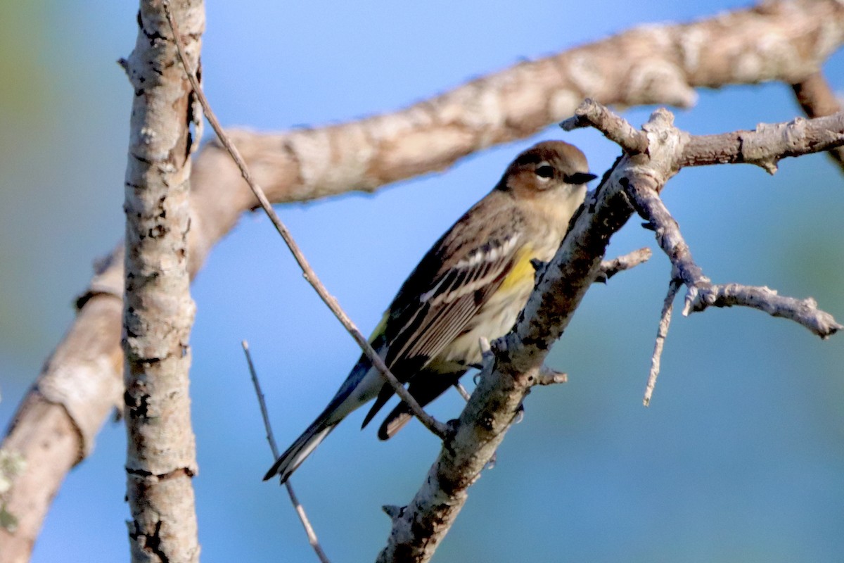 Yellow-rumped Warbler - ML625162382