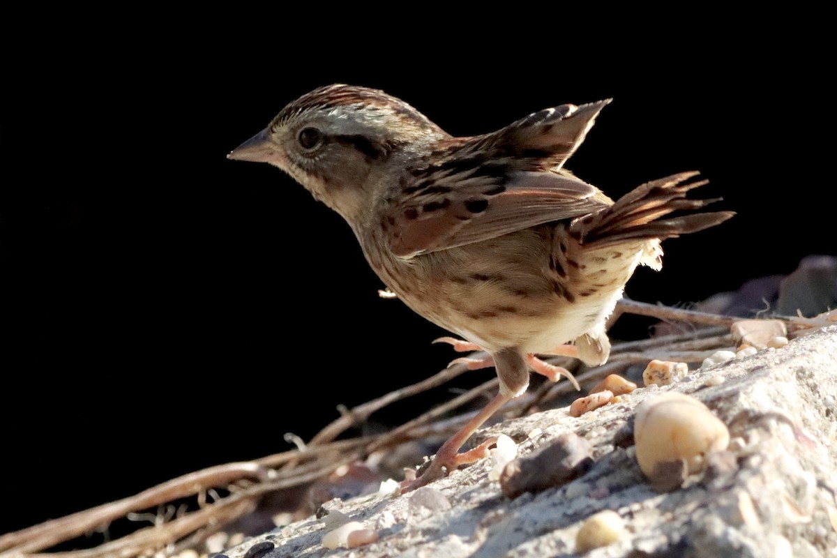 Swamp Sparrow - ML625162432