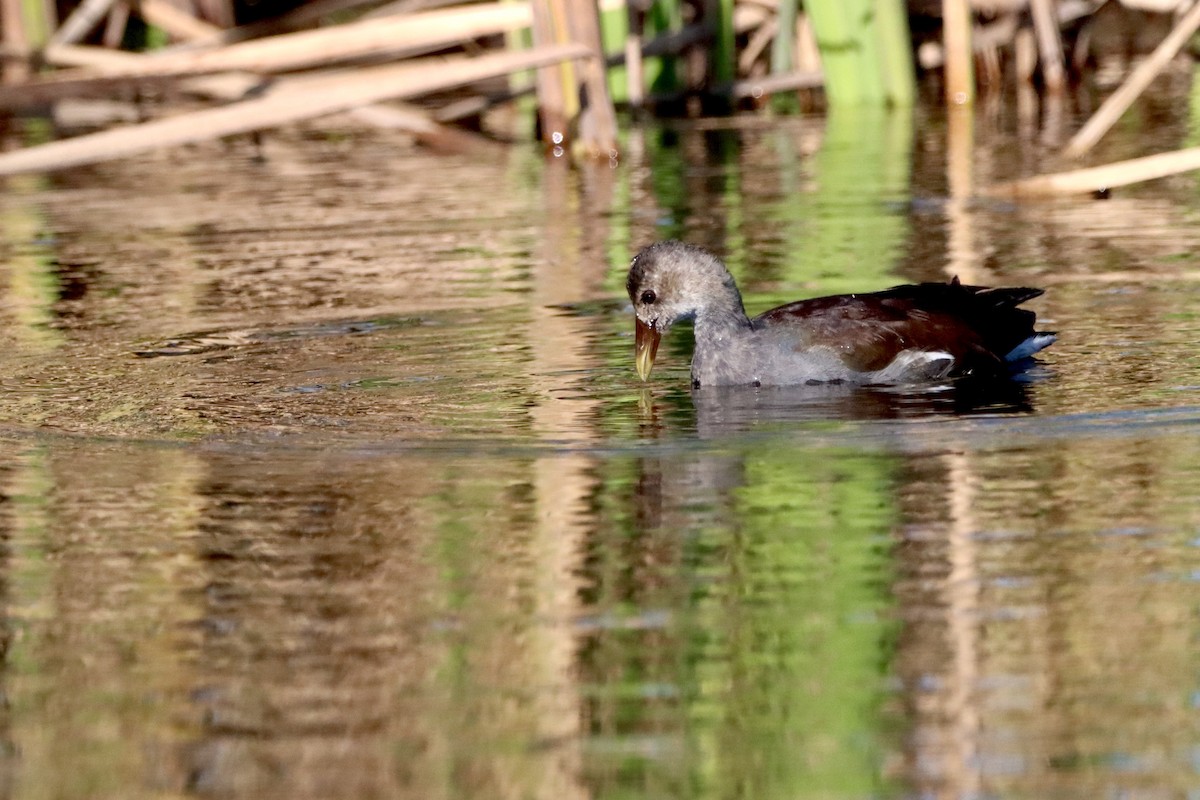 Common Gallinule - ML625162444