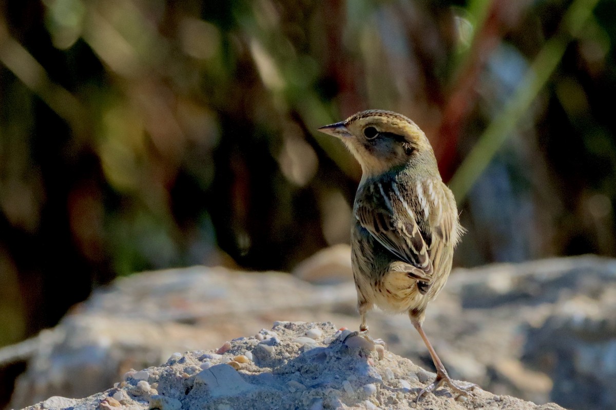 Nelson's Sparrow - ML625162456