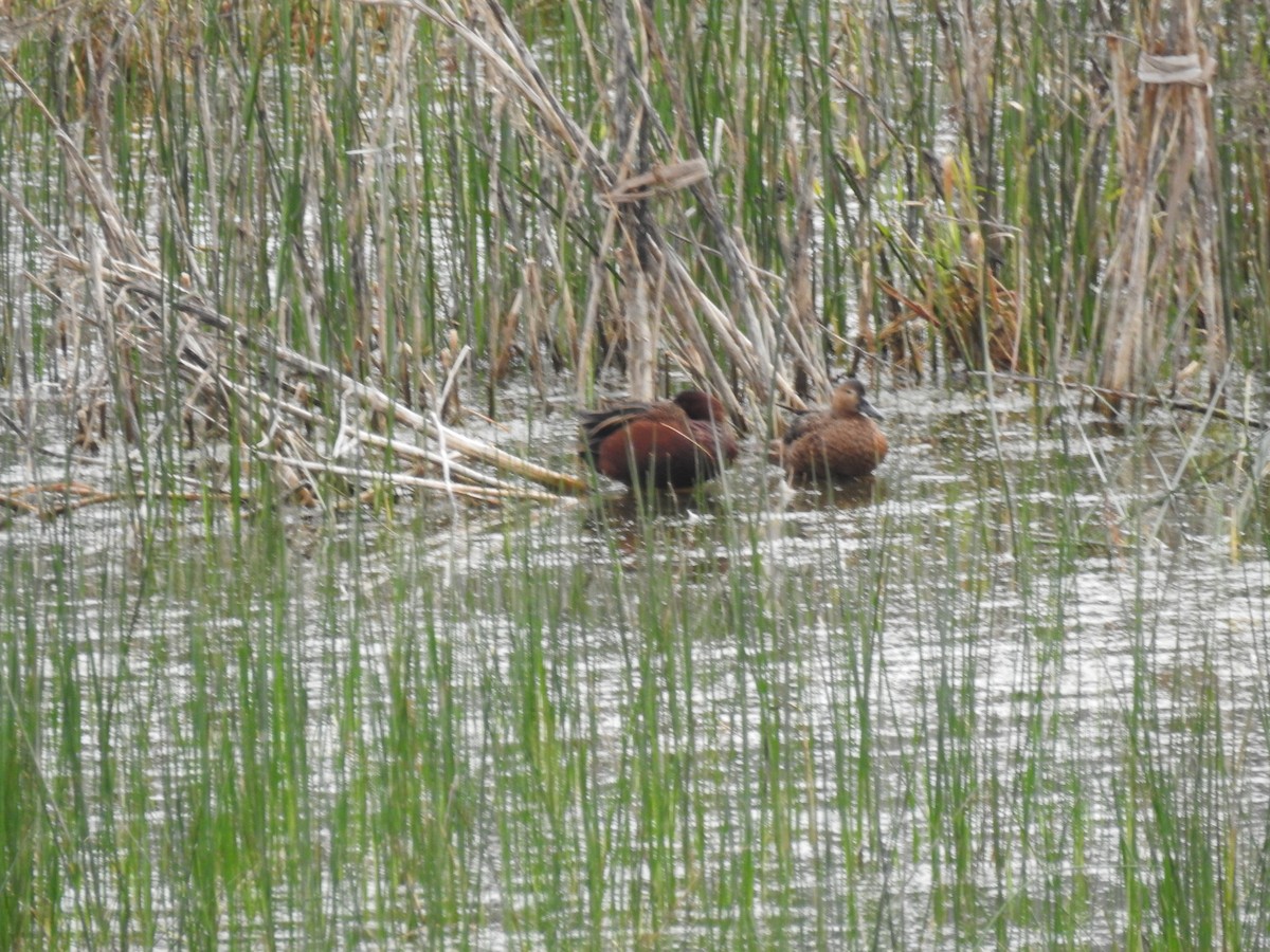 Cinnamon Teal - William Orellana (Beaks and Peaks)