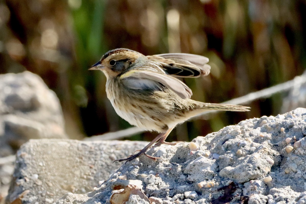 Nelson's Sparrow - ML625162544