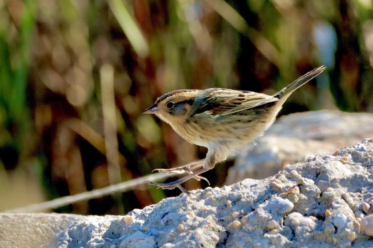 Nelson's Sparrow - ML625162583