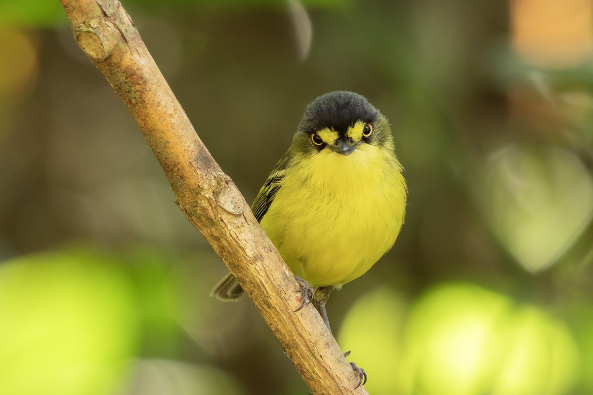 Gray-headed Tody-Flycatcher - ML625162614