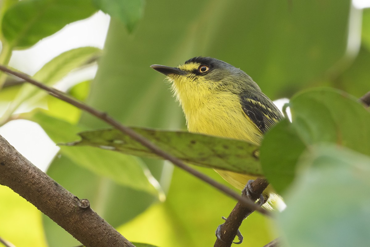 Gray-headed Tody-Flycatcher - ML625162615