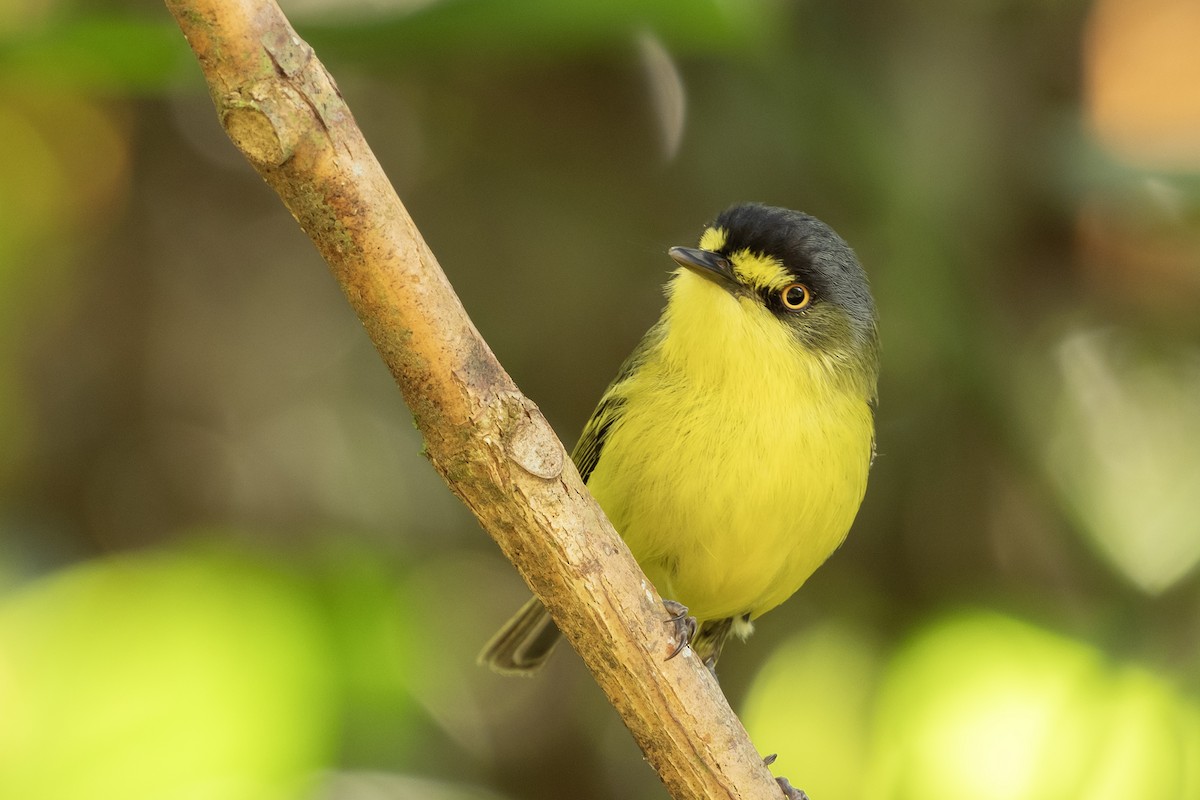 Gray-headed Tody-Flycatcher - ML625162616