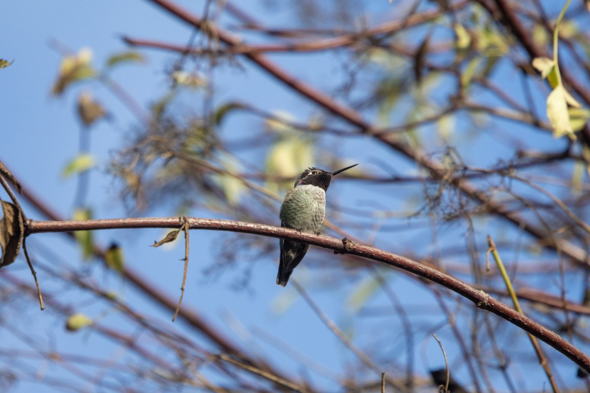 Anna's Hummingbird - ML625162669