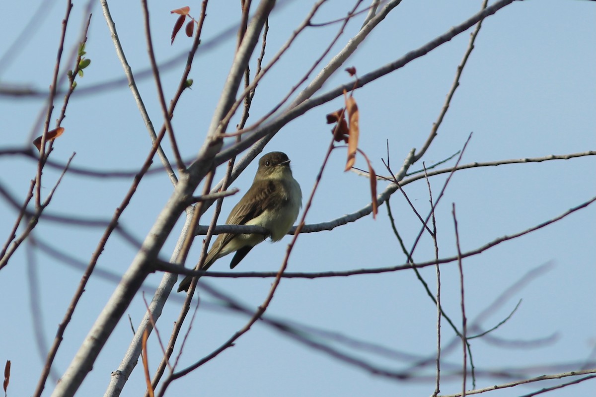 Eastern Phoebe - ML625162694