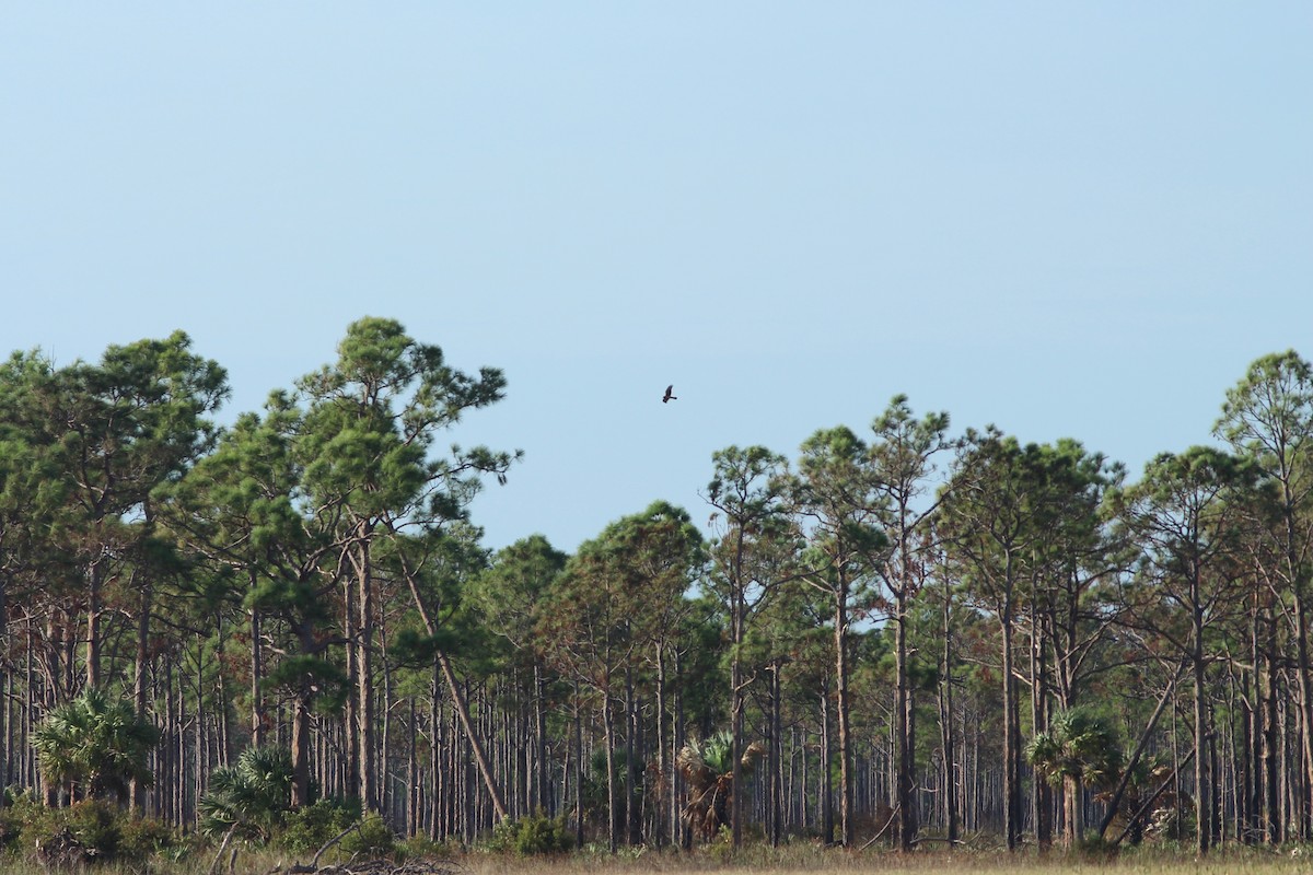 Northern Harrier - Oscar Johnson