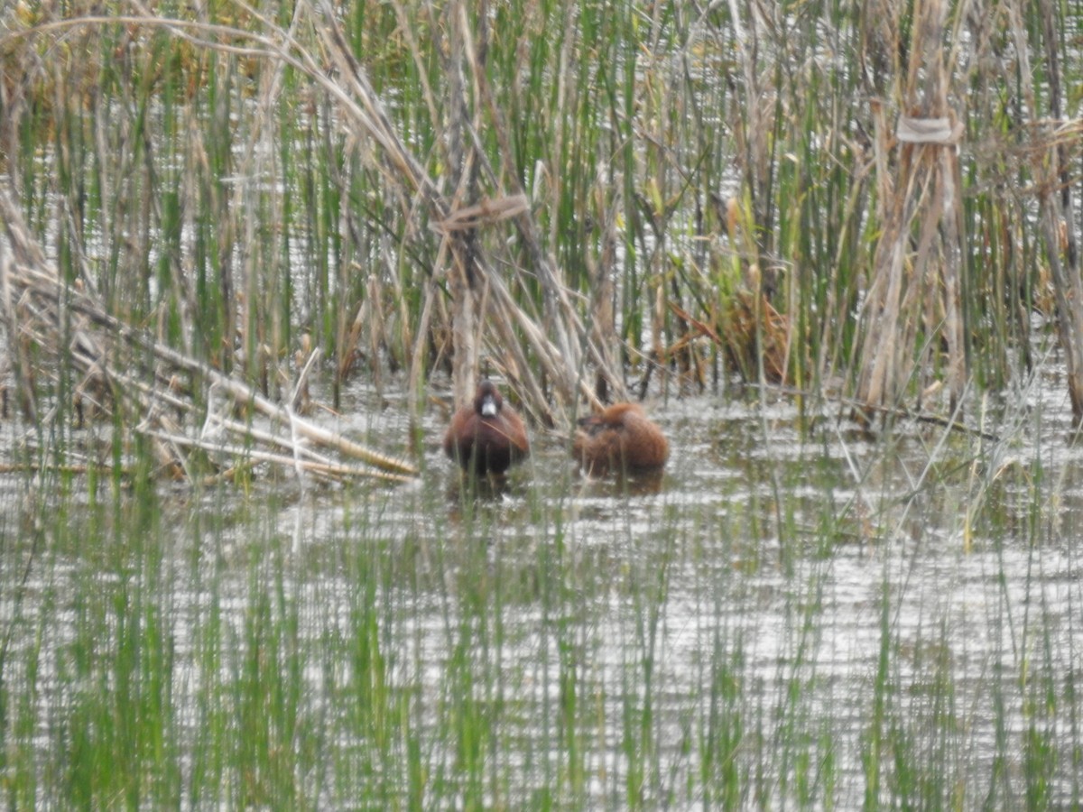 Cinnamon Teal - William Orellana (Beaks and Peaks)