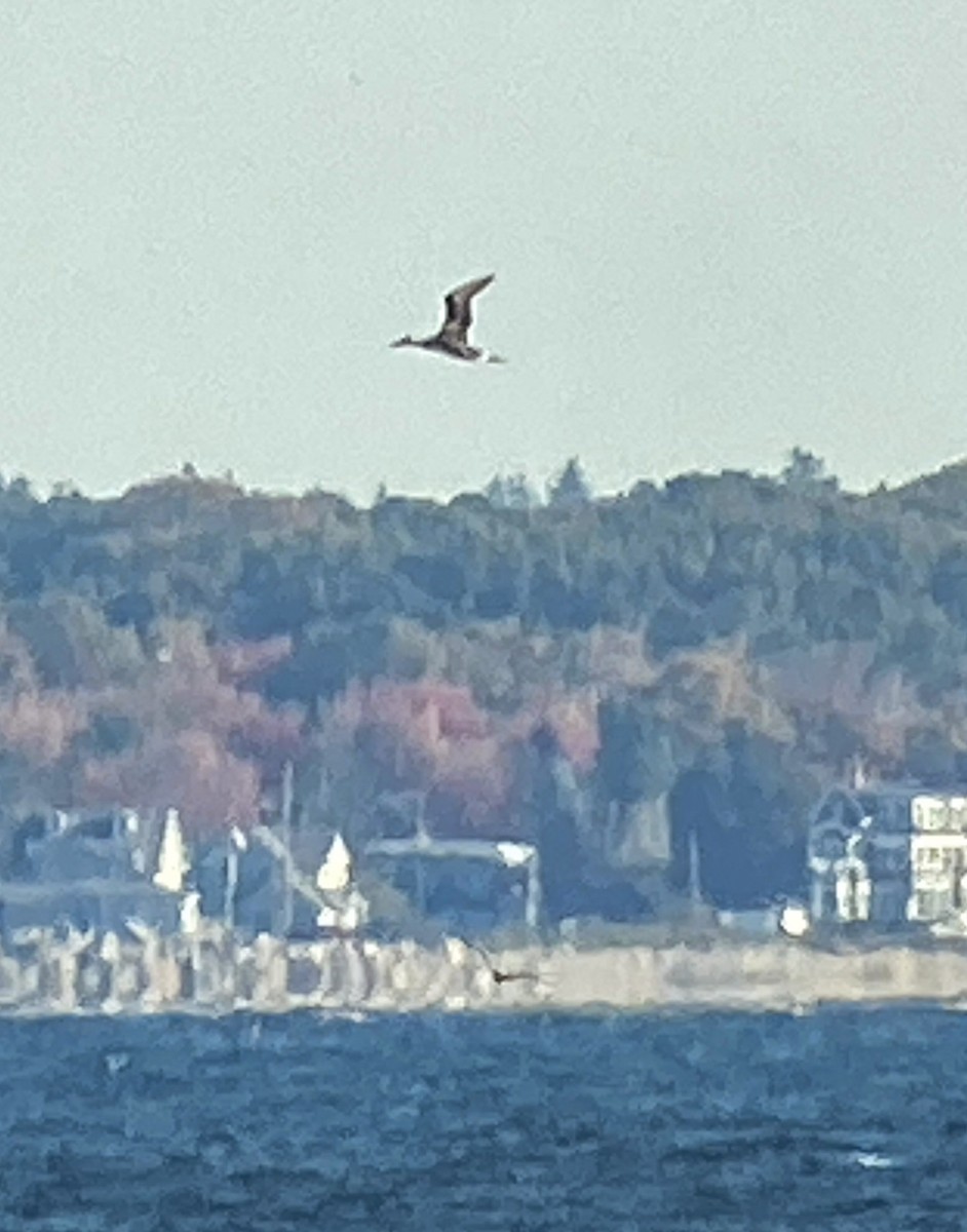 Northern Gannet - ML625162761