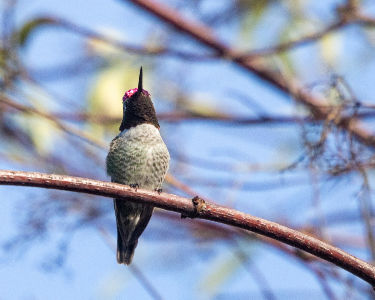 Anna's Hummingbird - ML625162772
