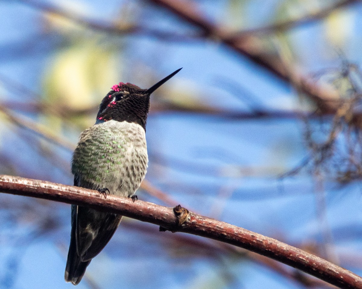 Anna's Hummingbird - ML625162773