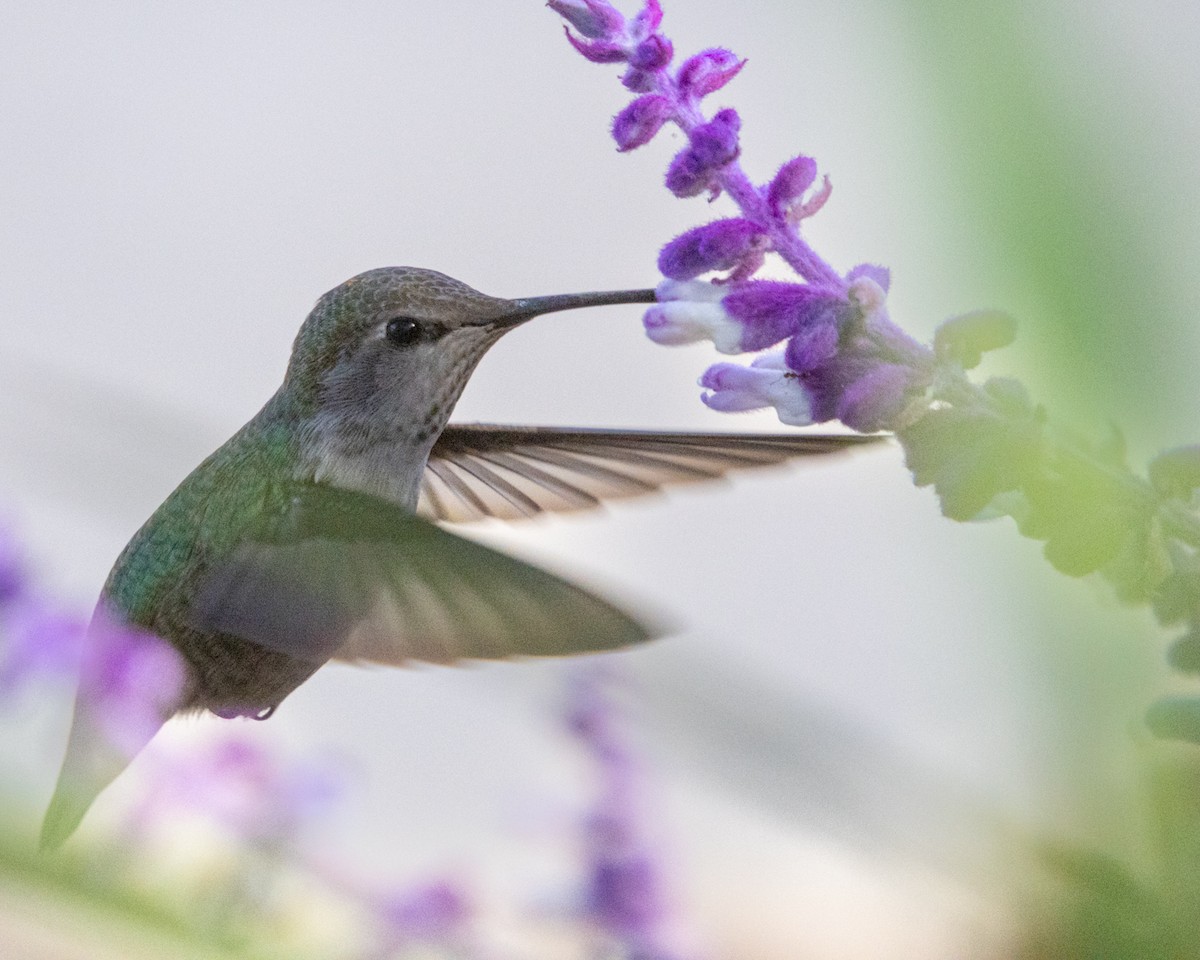 Anna's Hummingbird - ML625162798