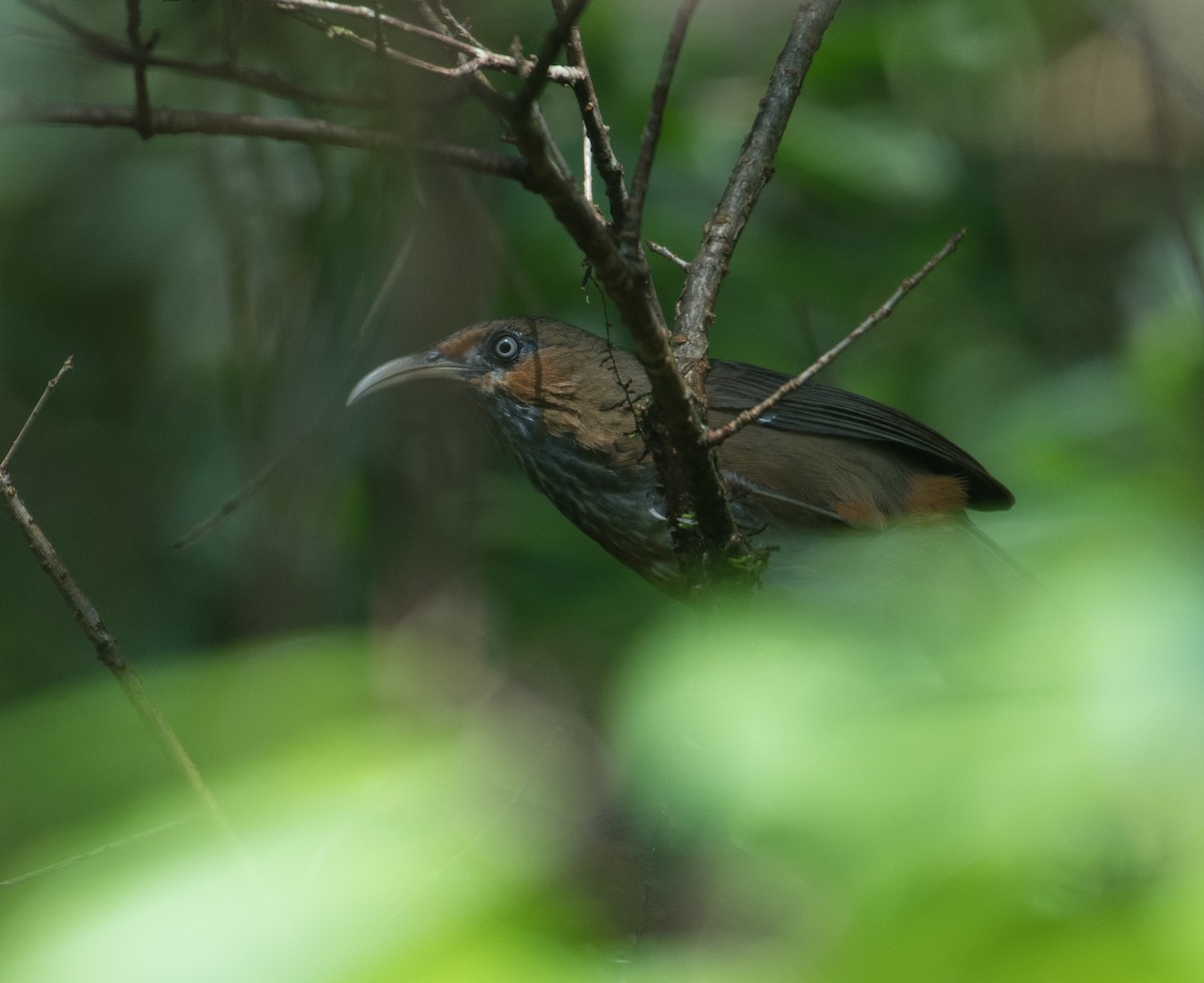 Rusty-cheeked Scimitar-Babbler - ML625162809