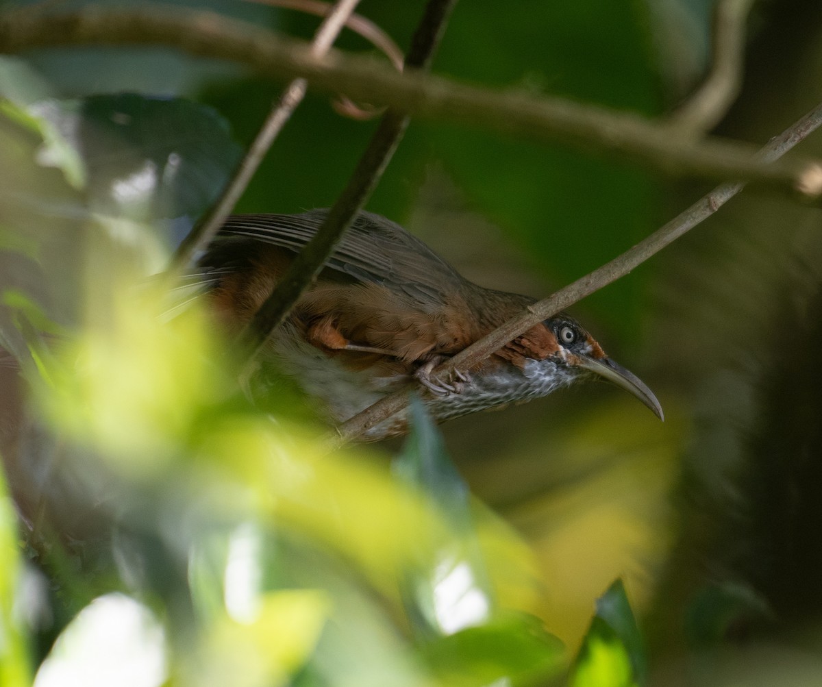 Rusty-cheeked Scimitar-Babbler - ML625162810
