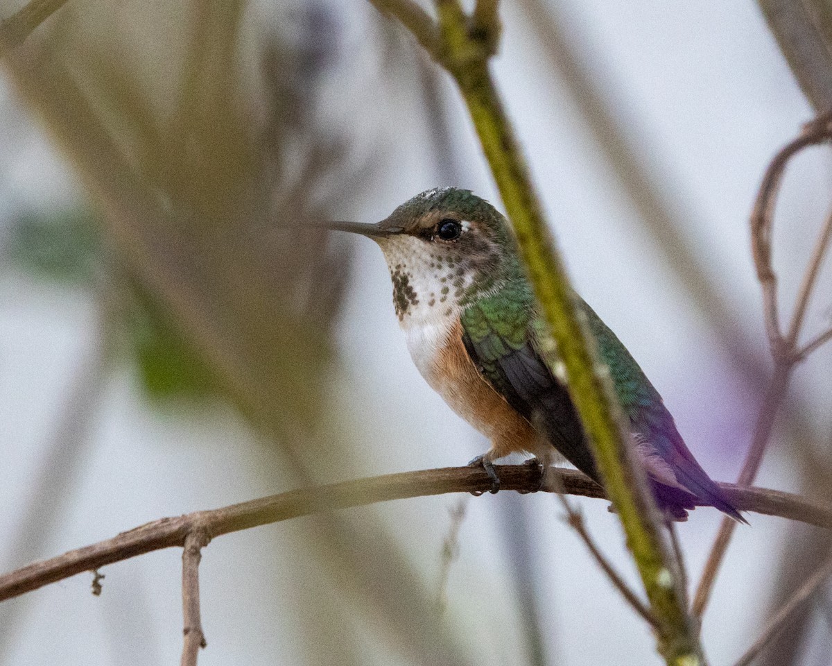 Allen's Hummingbird - ML625162857