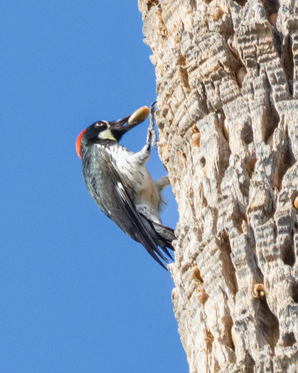 Acorn Woodpecker - ML625162911