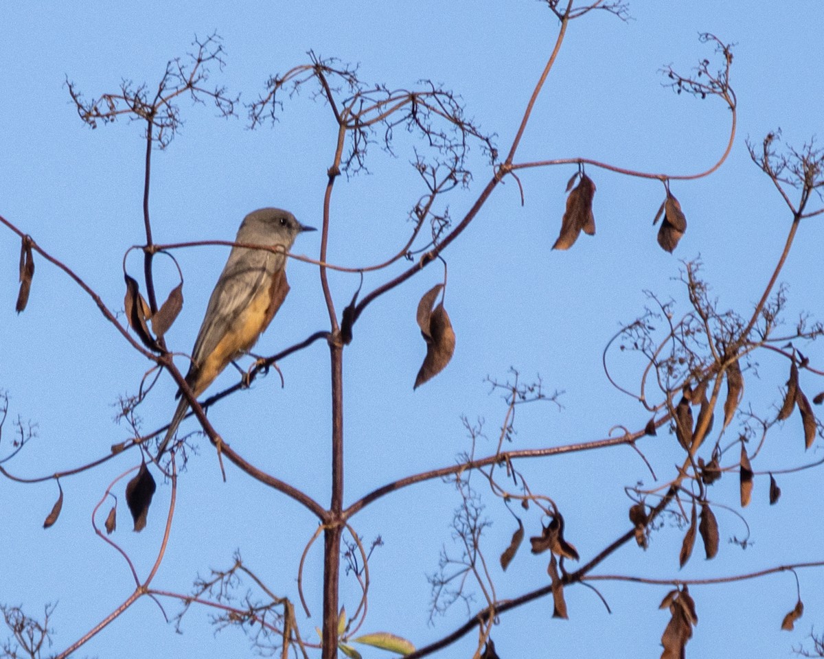 Say's Phoebe - ML625162918